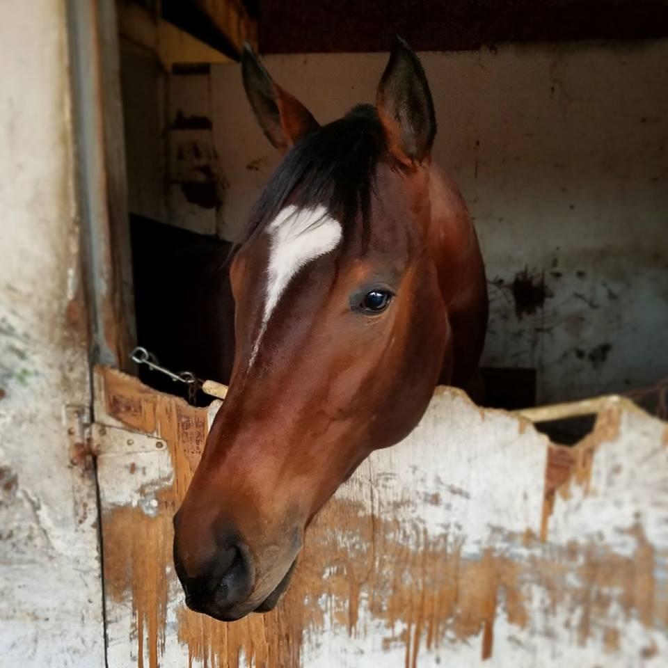 Katie Peery's Christmas horse, First Ballot. (Courtesy of Katie Peery)